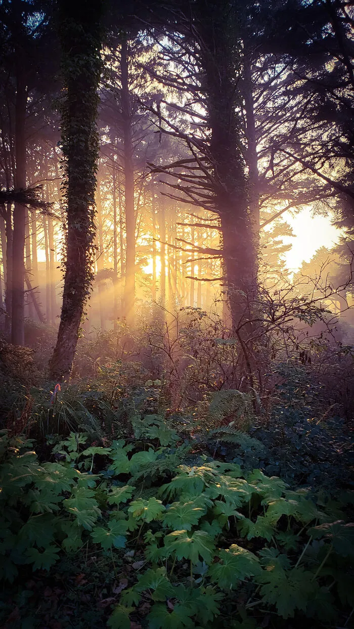 Oregon Gold