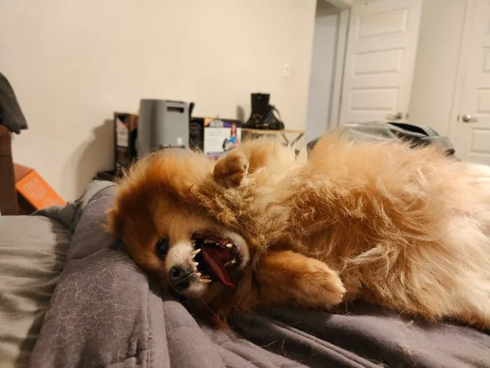My Pom, Autumn When Getting Belly Rubs