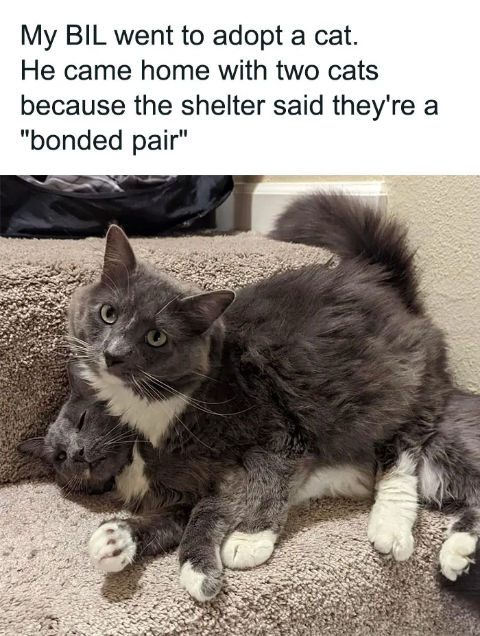 50 Hilarious Animal Memes To Leave You Cackling Like A Hyena