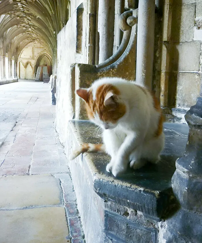 Every Church Should Have Its Own Cat