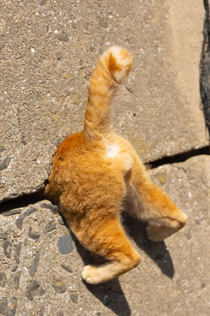 'Cat In A Trap. Like Super Mario' By Kenichi Morinaga