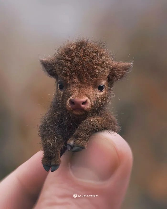 This Artist Creates Portraits Of Tiny Animals That Can Fit Into A Human's Palm (22 New Pics)