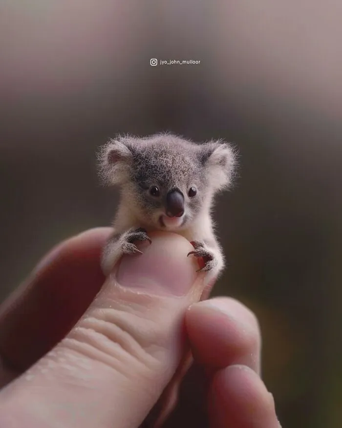 This Artist Creates Portraits Of Tiny Animals That Can Fit Into A Human's Palm (22 New Pics)