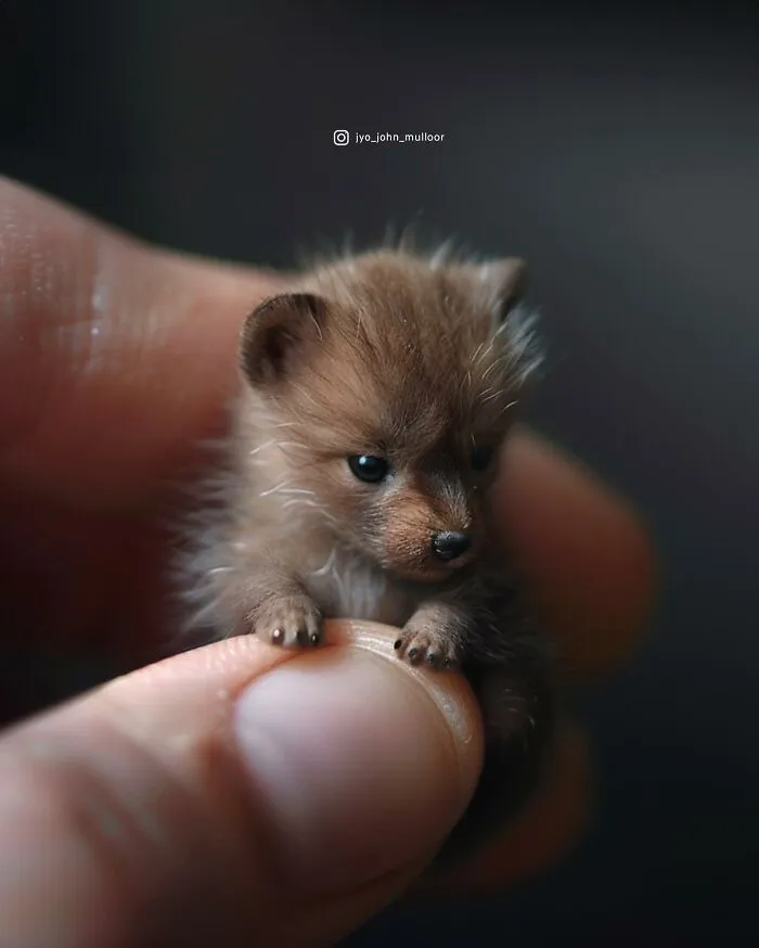 This Artist Creates Portraits Of Tiny Animals That Can Fit Into A Human's Palm (22 New Pics)