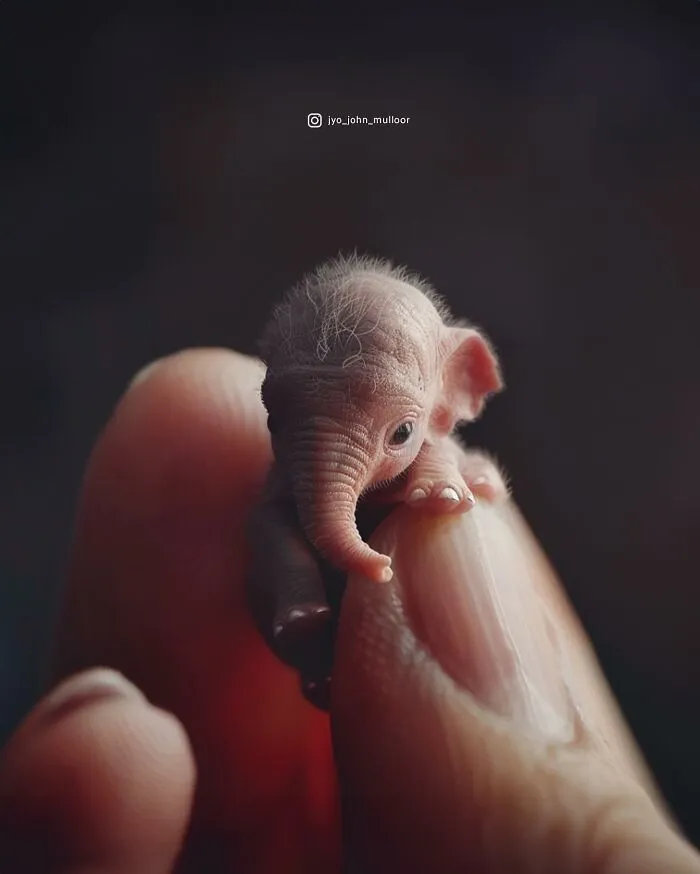 This Artist Creates Portraits Of Tiny Animals That Can Fit Into A Human's Palm (22 New Pics)
