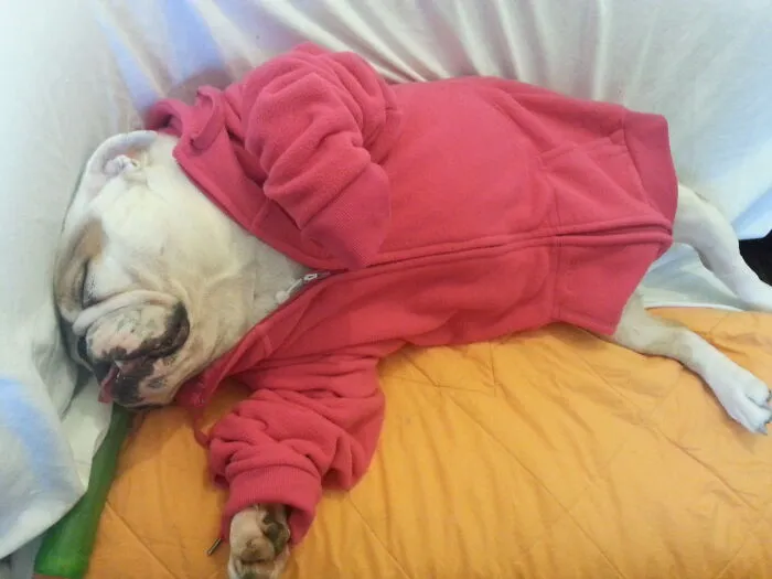 An Older Pic - Our First Bulldog "Flannie" (2012 - 2018). Miss You, My Girl