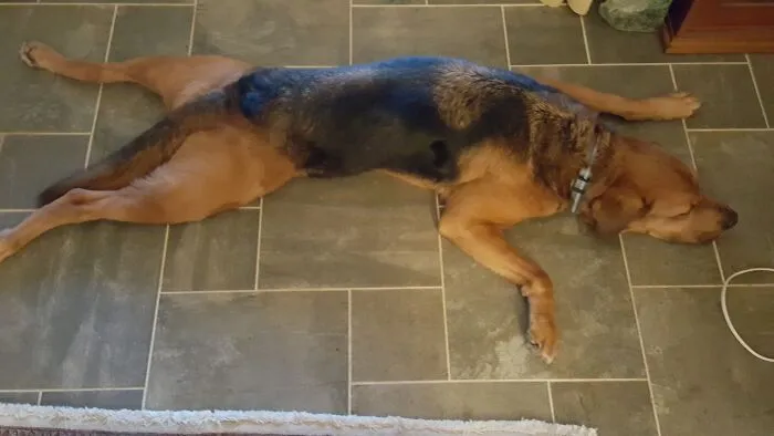Sophie Taking It Easy After A Trying Day Sleeping