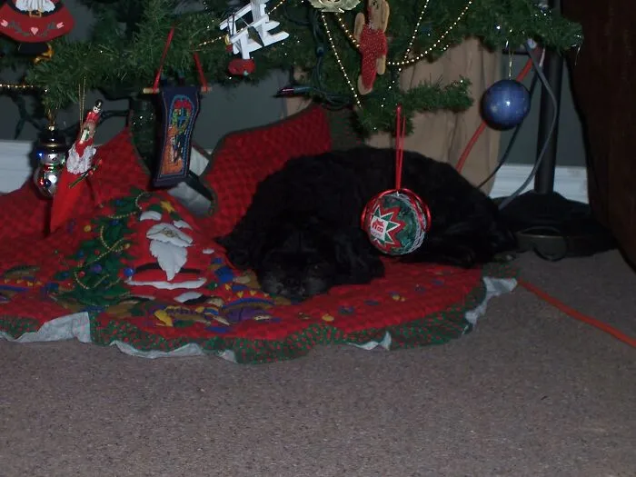 Buddy Under The Tree (Rip Nov 2023)
