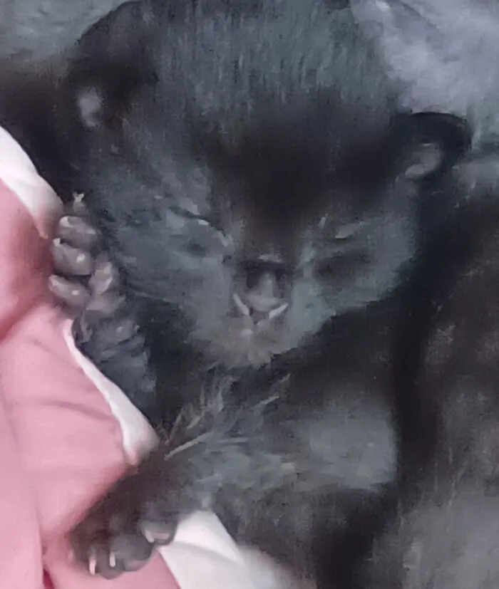 Sleepy Kitten Beans, I Think This Is Banjo, But It Might Be One Of His Sisters