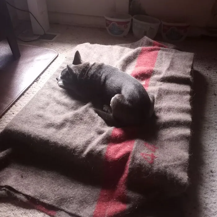 Yogi. Kicked To The Curb When His Owner Died. A Few Weeks On His Own, Skinny, Flea Bit,  Found Him At The Shelter. He's Beginning To Trust Me. Loves His Woodstove, Now