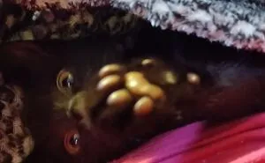 Hey Pandas, Post A Picture Of Your Pet's Toe Beans (Closed)