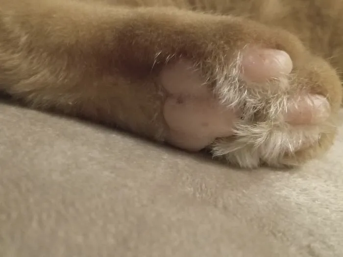 My Cat Garfield's Perfect Little Beans