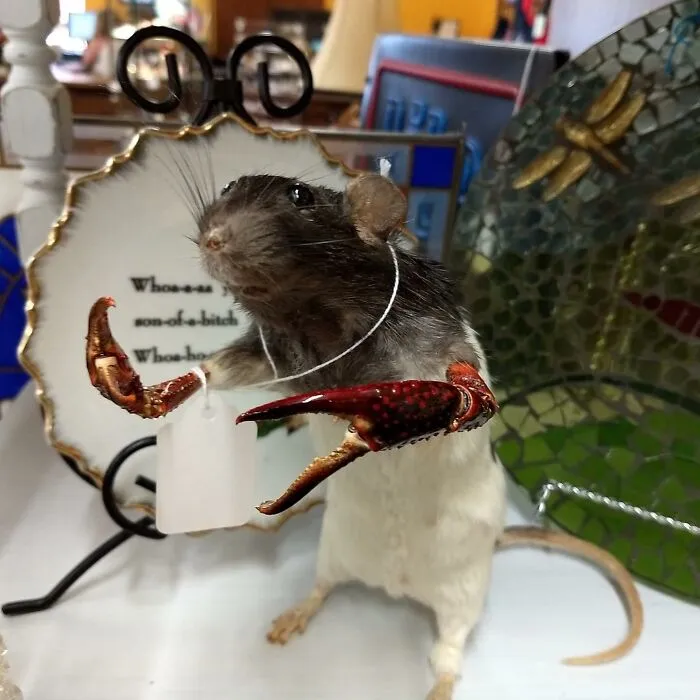 30 Taxidermy Fails From This IG Page That Are So Bad They’re Good