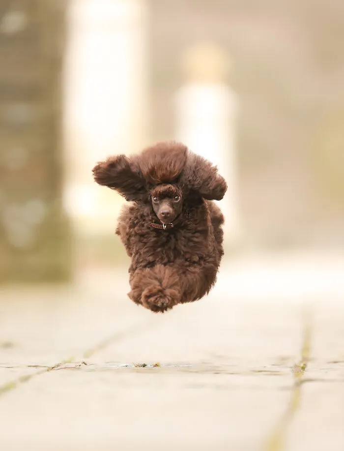 'I Believe I Can Fly' By Julie Smith