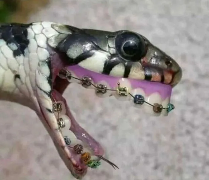 30 Taxidermy Fails From This IG Page That Are So Bad They’re Good