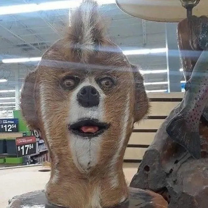 30 Taxidermy Fails From This IG Page That Are So Bad They’re Good