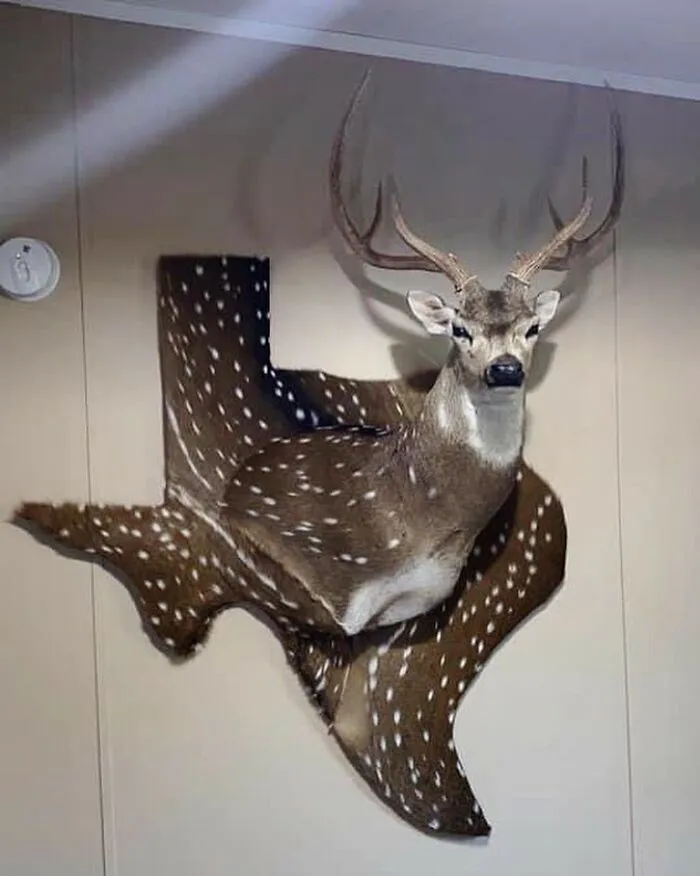 30 Taxidermy Fails From This IG Page That Are So Bad They’re Good