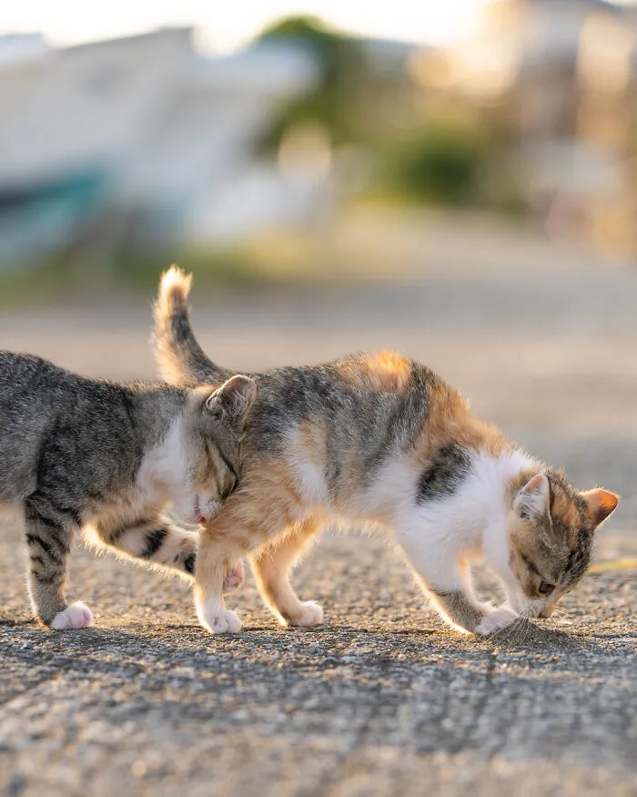 'Kitten Stuck In Traffic' By Tomoaki Tanto