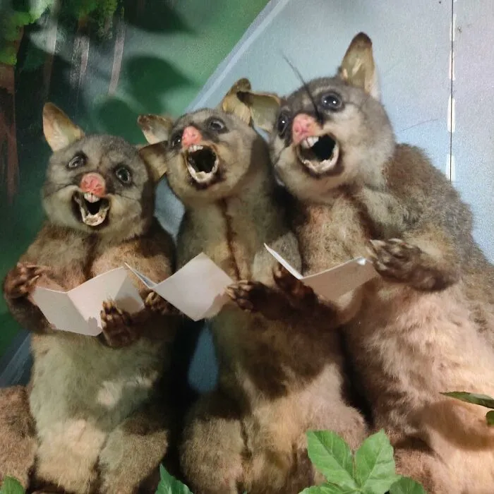 30 Taxidermy Fails From This IG Page That Are So Bad They’re Good