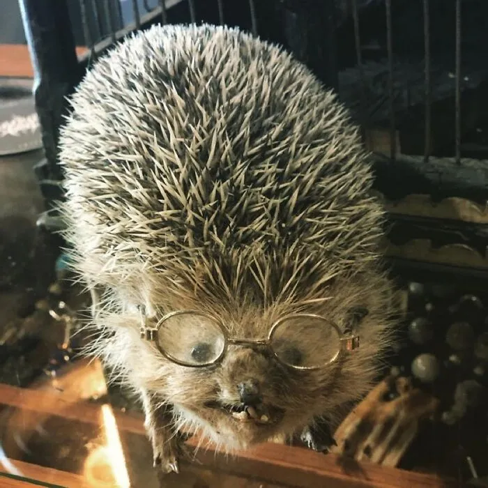 30 Taxidermy Fails From This IG Page That Are So Bad They’re Good