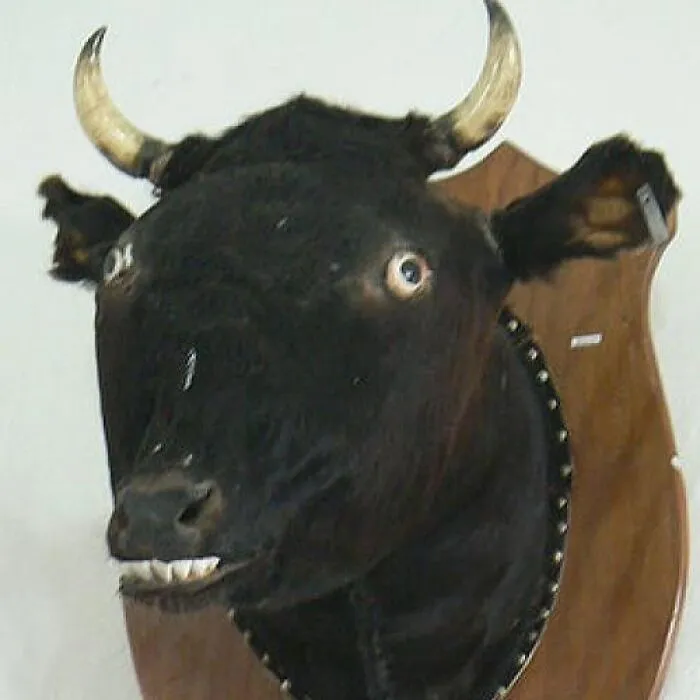 30 Taxidermy Fails From This IG Page That Are So Bad They’re Good