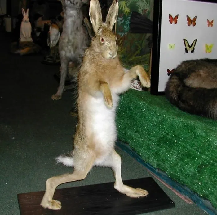 30 Taxidermy Fails From This IG Page That Are So Bad They’re Good