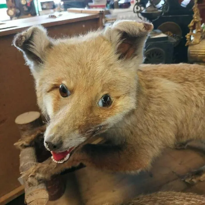 30 Taxidermy Fails From This IG Page That Are So Bad They’re Good