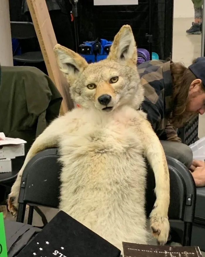 30 Taxidermy Fails From This IG Page That Are So Bad They’re Good