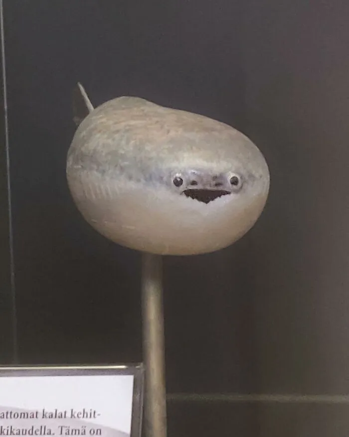 30 Taxidermy Fails From This IG Page That Are So Bad They’re Good
