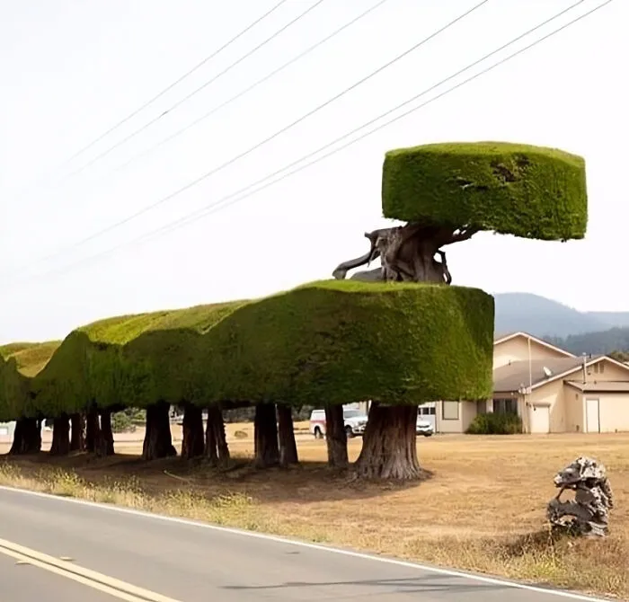 35 Times People Went Out Of Their Way To Make Their Gardens And Yards Unique But Ended Up With These (New Pics)