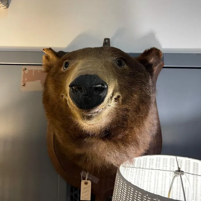 30 Taxidermy Fails From This IG Page That Are So Bad They’re Good