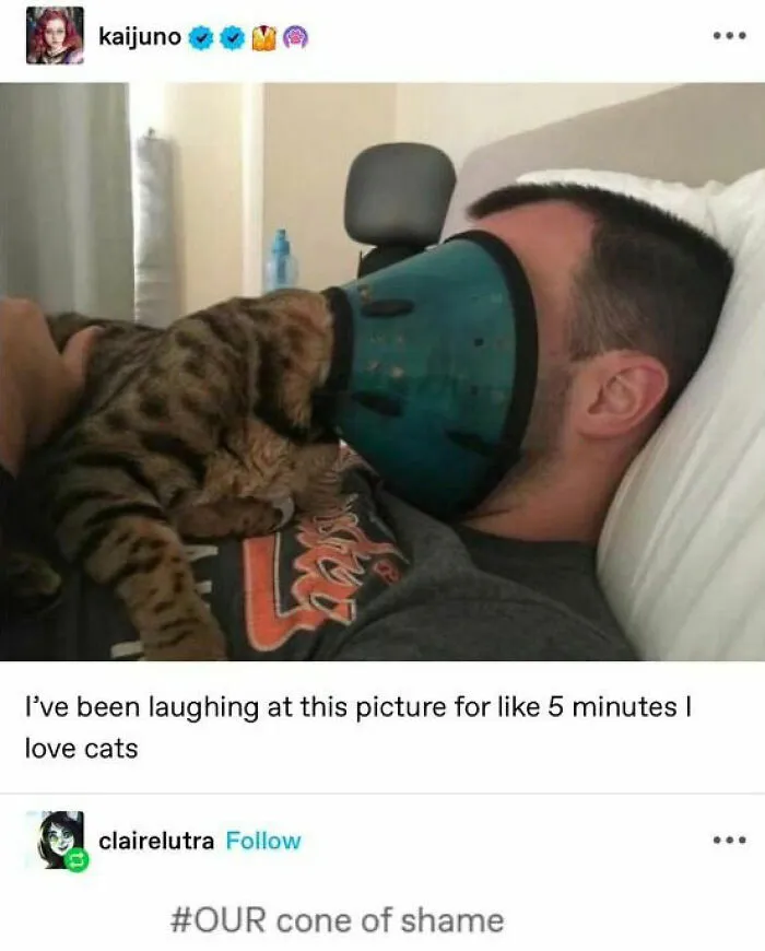Animal-Memes
