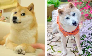End Of An Era: Beloved “Doge” Meme Dog Kabosu Passes Away At Age 18