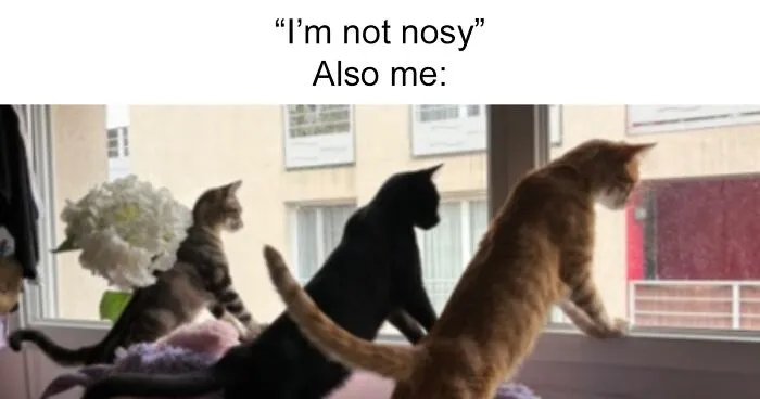 20 Hilarious Pets Caught Being Nosy By These Creators In The Latest TikTok Trend