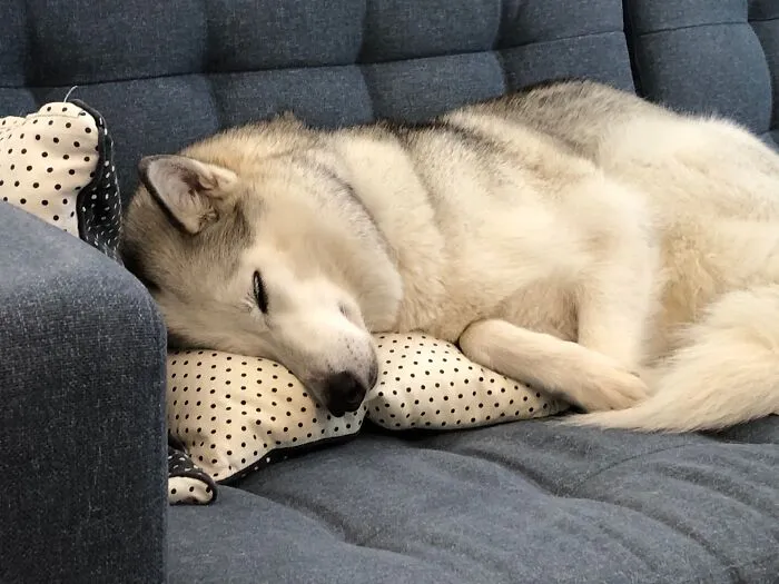 Her Highness Needs A Pillow