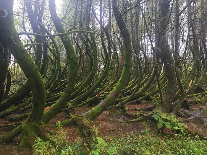 Árboles curvos