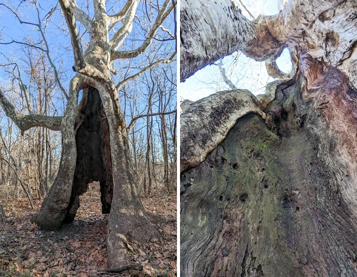 He encontrado este árbol que parece mágico