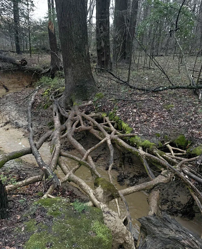 Raíces creciendo sobre un arroyo
