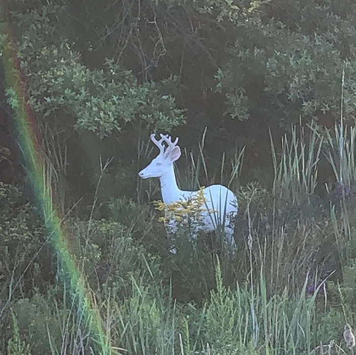 Albino Deer I Spotted Walking Into Work Last Week