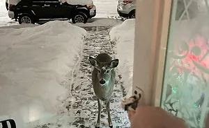 These People Had Heartwarming Wildlife Encounters And Had To Share Them Online (50 New Pics)