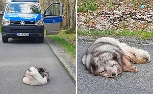 These People Had Heartwarming Wildlife Encounters And Had To Share Them Online (50 New Pics)
