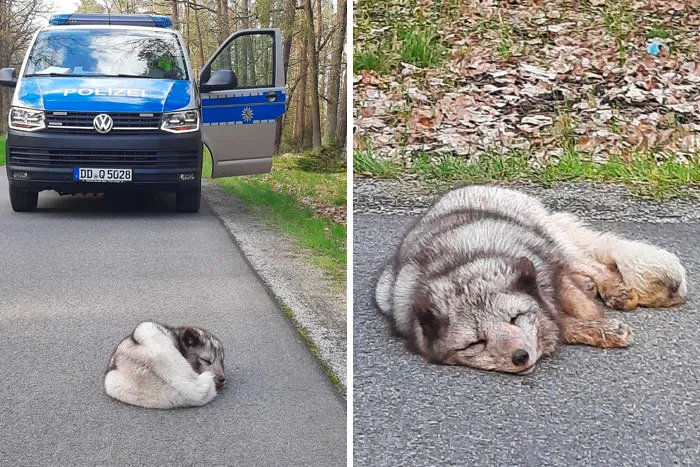 A Polar Fox Escaped From A Small Zoo In Germany But Got Tired On The Way. A Zookeeper Took Him Back. I Hope That Didn’t Disturb His Slumber