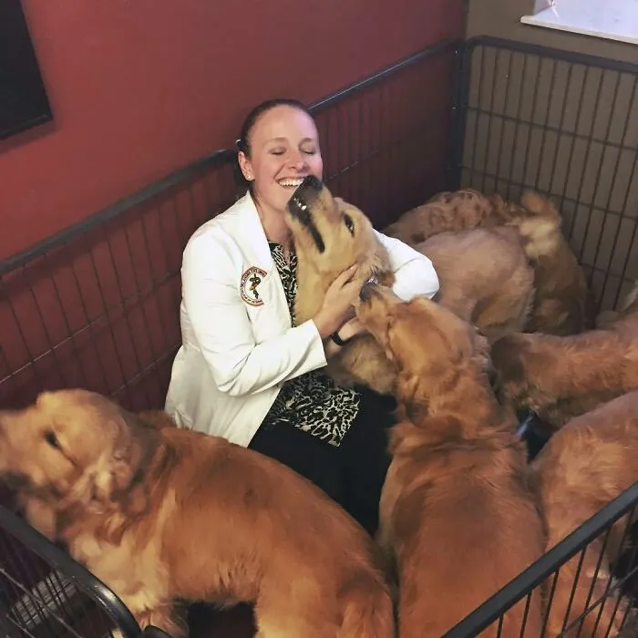 What Happens When You Get Into A Pen Of Goldens! Complimentary Face Wash