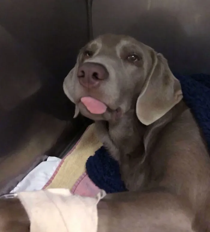 Best Anesthetic Face
