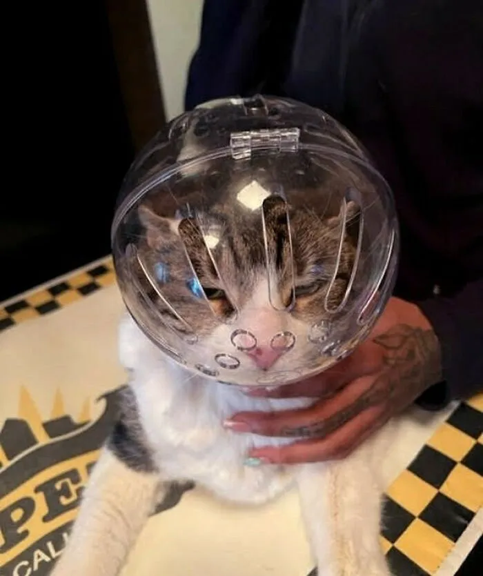 Although This Looks Like A Halloween Costume, The Cat "Astronaut Helmet" Is A Great Tool For Preventing A Stressed Cat From Biting During A Vet Exam, Blood Test, Or Manicure