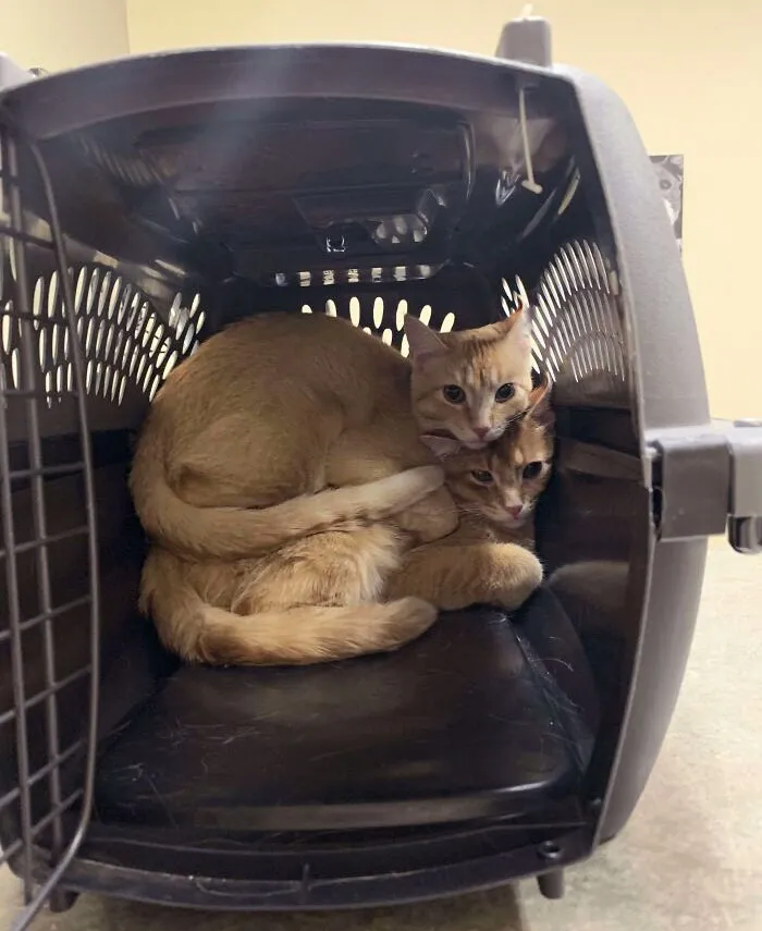 Marvie And Theo At Their Last Vet Visit 