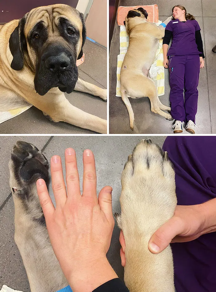 Angus Is A Biiiiig Boy! He Is Approximately One Vet Tech Long
