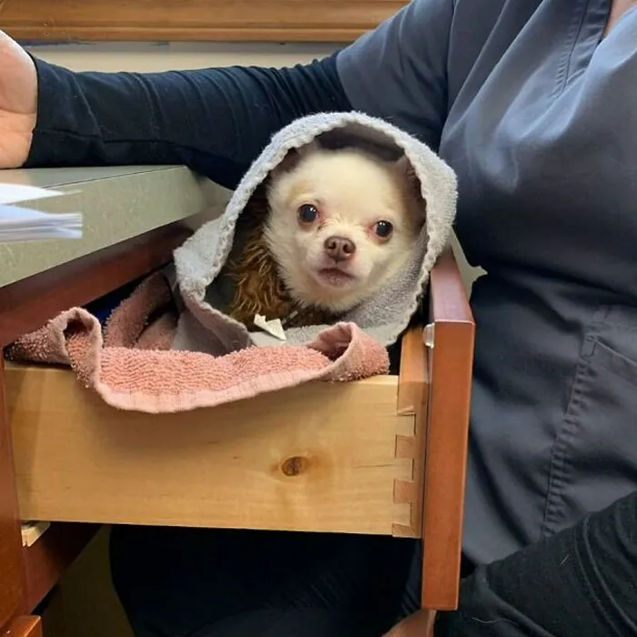 Sometimes Our Patients Get The Special "Drawer" Treatment. It Comes With A Nice Comfy Blanket, A Technician To Give You Pets, And Reassuring Words Of How Cute You Look In The Drawer