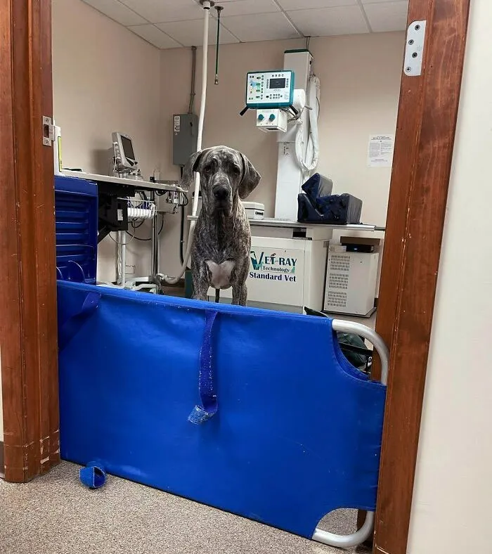 Reggie Thinks This 2-Foot Gate Blocking Him In This Room Is A Pretty Good Joke, But He’s A Good Boy And Will Respect It Anyway