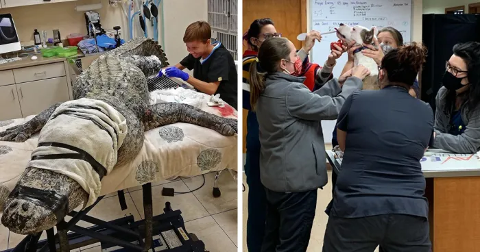 50 Wholesome And Hilarious Moments From Veterinary Clinics (New Pics)